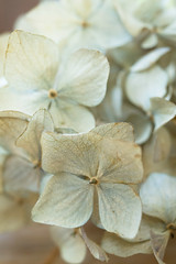 12/366 close-up