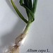 Allium cepa L., Amaryllidaceae • <a style="font-size:0.8em;" href="http://www.flickr.com/photos/62152544@N00/6596759453/" target="_blank">View on Flickr</a>