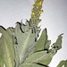 Verbascum thapsus L., Scrophulariaceae • <a style="font-size:0.8em;" href="http://www.flickr.com/photos/62152544@N00/6596773523/" target="_blank">View on Flickr</a>