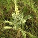 Verbascum thapsus L., Scrophulariaceae • <a style="font-size:0.8em;" href="http://www.flickr.com/photos/62152544@N00/6596773749/" target="_blank">View on Flickr</a>