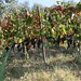 Local vineyard. • <a style="font-size:0.8em;" href="http://www.flickr.com/photos/62152544@N00/6597556623/" target="_blank">View on Flickr</a>