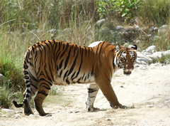 Strolling Tiger (Corbette NP India) • <a style="font-size:0.8em;" href="http://www.flickr.com/photos/71979580@N08/6719341575/" target="_blank">View on Flickr</a>