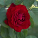 Rose • <a style="font-size:0.8em;" href="http://www.flickr.com/photos/72440139@N06/6835752697/" target="_blank">View on Flickr</a>