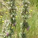 Stachys tymphaea Hausskn., Lamiaceae • <a style="font-size:0.8em;" href="http://www.flickr.com/photos/62152544@N00/6596759175/" target="_blank">View on Flickr</a>