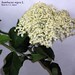 Sambucus nigra L., Adoxaceae • <a style="font-size:0.8em;" href="http://www.flickr.com/photos/62152544@N00/6596742483/" target="_blank">View on Flickr</a>