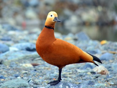 Tadorna Ferruginea aka Duck à l'Orange - Pato a la Naranja - Anatra all'Arancia - Canard à l'Orange