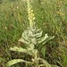 Verbascum thapsus L., Scrophulariaceae • <a style="font-size:0.8em;" href="http://www.flickr.com/photos/62152544@N00/6596773423/" target="_blank">View on Flickr</a>
