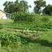 Home garden in Arcadia, FL. • <a style="font-size:0.8em;" href="http://www.flickr.com/photos/62152544@N00/6598509091/" target="_blank">View on Flickr</a>