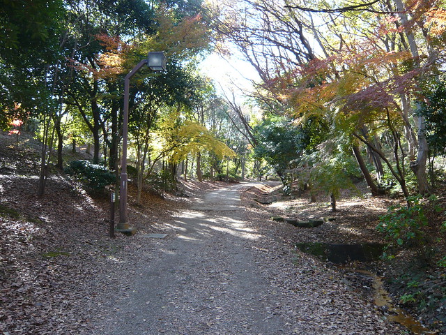マンション沿いの緑道です。秋は紅葉が綺麗...