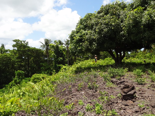 Pulemelei mound & mango tree