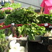 Market in New Orleans, LA • <a style="font-size:0.8em;" href="http://www.flickr.com/photos/62152544@N00/6598514613/" target="_blank">View on Flickr</a>