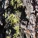 Tree Lichens