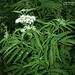 Sambucus ebulus L., Adoxaceae • <a style="font-size:0.8em;" href="http://www.flickr.com/photos/62152544@N00/6596741615/" target="_blank">View on Flickr</a>