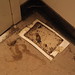 Dead rats and flies in the elevator motor room