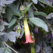 Flora dopo Ocros (prov. Ayacucho)