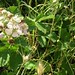 Rubus ulmifolius Schott , Rosaceae • <a style="font-size:0.8em;" href="http://www.flickr.com/photos/62152544@N00/6596771111/" target="_blank">View on Flickr</a>