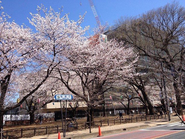 福岡中央公園の桜まつりはよくわかりません...
