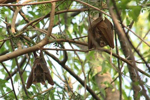 Gambian Epauletted Bats (Epomophorus gambianus)