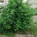 Sambucus nigra L., Adoxaceae • <a style="font-size:0.8em;" href="http://www.flickr.com/photos/62152544@N00/6596742295/" target="_blank">View on Flickr</a>