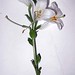 Lilium candidum L., Liliaceae • <a style="font-size:0.8em;" href="http://www.flickr.com/photos/62152544@N00/6596760857/" target="_blank">View on Flickr</a>