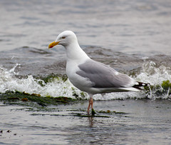 Herring Gull in the surf