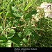 Rubus ulmifolius Schott , Rosaceae • <a style="font-size:0.8em;" href="http://www.flickr.com/photos/62152544@N00/6596771257/" target="_blank">View on Flickr</a>