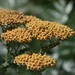 Achillea spp. in Ozark mountains, AR • <a style="font-size:0.8em;" href="http://www.flickr.com/photos/62152544@N00/6598511005/" target="_blank">View on Flickr</a>
