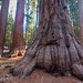 Giant Sequoia at Mariposa Grove
