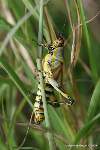 South African Grasshopper 3