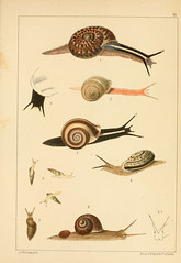 Anglų lietuvių žodynas. Žodis snail darter reiškia sraigė darter lietuviškai.