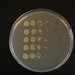 Colony counts of S. aureus • <a style="font-size:0.8em;" href="http://www.flickr.com/photos/62152544@N00/6601055973/" target="_blank">View on Flickr</a>