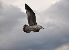 Flight