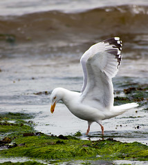 Herring Gull - I know it's in here somewhere
