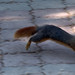 Turkish Squirrel • <a style="font-size:0.8em;" href="http://www.flickr.com/photos/72440139@N06/6829475169/" target="_blank">View on Flickr</a>