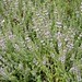 Mentha pulegium L., Lamiaceae • <a style="font-size:0.8em;" href="http://www.flickr.com/photos/62152544@N00/6596756347/" target="_blank">View on Flickr</a>