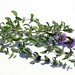 Mentha pulegium L., Lamiaceae • <a style="font-size:0.8em;" href="http://www.flickr.com/photos/62152544@N00/6596756451/" target="_blank">View on Flickr</a>