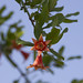 Pomegranate Flower on Tree • <a style="font-size:0.8em;" href="http://www.flickr.com/photos/72440139@N06/6827598595/" target="_blank">View on Flickr</a>