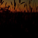 Sunset view through grasslands