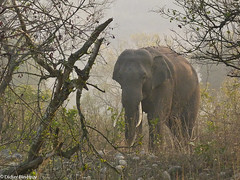 Early Morning Tusker (Corbett NP India) • <a style="font-size:0.8em;" href="http://www.flickr.com/photos/71979580@N08/6719268323/" target="_blank">View on Flickr</a>
