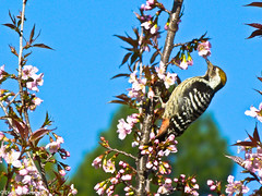 Brown-fronted Woodpecker • <a style="font-size:0.8em;" href="http://www.flickr.com/photos/71979580@N08/6719371617/" target="_blank">View on Flickr</a>