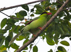 Common green Magpie • <a style="font-size:0.8em;" href="http://www.flickr.com/photos/71979580@N08/6728639427/" target="_blank">View on Flickr</a>