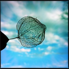 01/01/12 Chinese Lantern 365/001