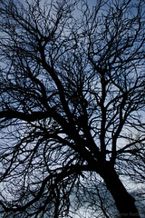Vascular Tree (21:01:12)