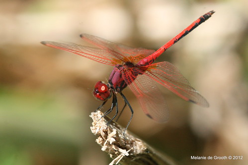 Red Dragon Fly 2