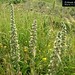 Echium italicum L., Boraginaceae • <a style="font-size:0.8em;" href="http://www.flickr.com/photos/62152544@N00/6596739193/" target="_blank">View on Flickr</a>