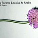 Knautia lucana Lacaita & Szabo, Dipsaceae • <a style="font-size:0.8em;" href="http://www.flickr.com/photos/62152544@N00/6596747531/" target="_blank">View on Flickr</a>