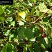 Lonicera alpigena L., Caprifoliaceae • <a style="font-size:0.8em;" href="http://www.flickr.com/photos/62152544@N00/6596741199/" target="_blank">View on Flickr</a>
