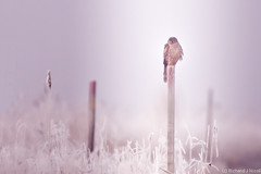 Hen Harrier (Circus cyaneus) on post in frost and fog
