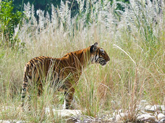 Hunting Tiger (Corbett NP India) • <a style="font-size:0.8em;" href="http://www.flickr.com/photos/71979580@N08/6719348013/" target="_blank">View on Flickr</a>