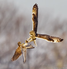 Kestrel (Falco tinnunculus) mobbing Short-eared Owl (Asio flammeus)